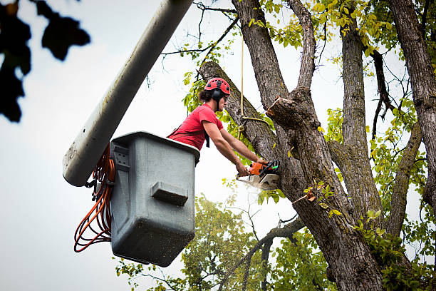 Best Commercial Tree Services  in Red Lion, PA